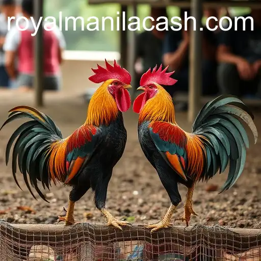 Exploring Sabong Games with ROYALMANILA